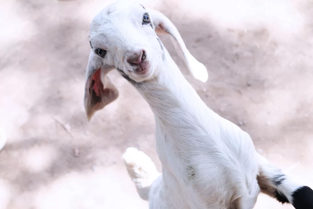 Lemon & Goat milk Handmade soap